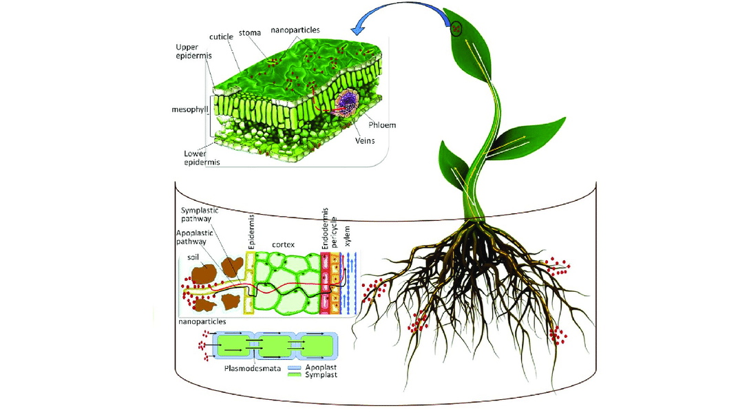 Nano-nutrient formulations, positive effects on postharvest behaviour.png